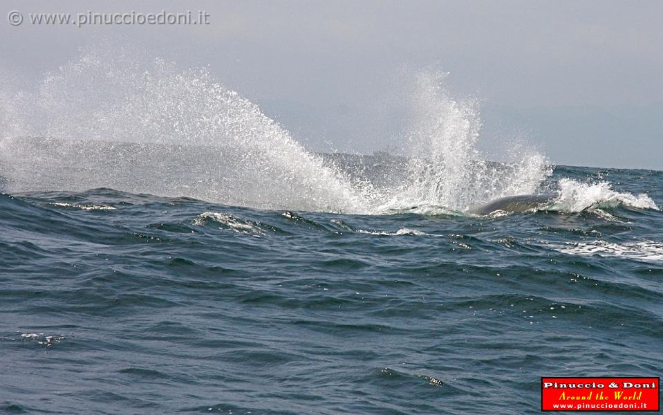 ECUADOR - Whale watching in Puerto Lopez - 16.jpg